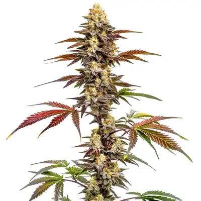CBD Mango (1:1) cannabis seeds by Blimburn Seeds