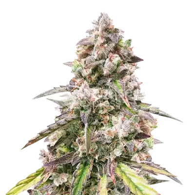 CBD Mango cannabis seeds