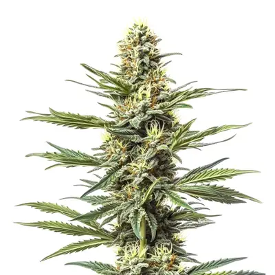 CBD Mexican (1:1) cannabis seeds