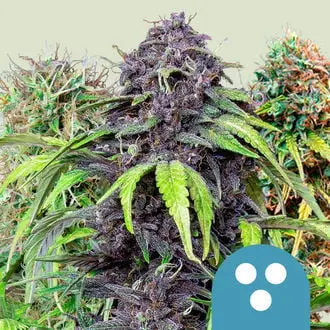 CBD Mix cannabis seeds by Royal Queen Seeds