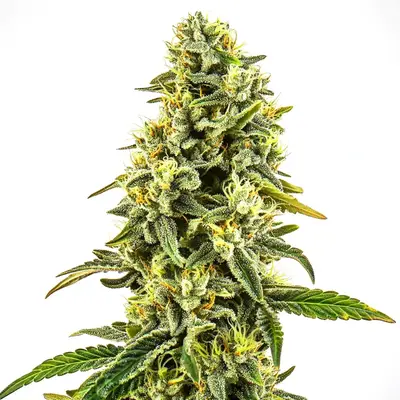 CBD OG Kush (1:15) cannabis seeds