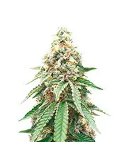 CBD OG Kush cannabis seeds