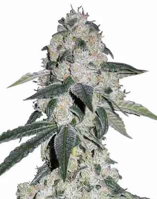 CBD Queen cannabis seeds