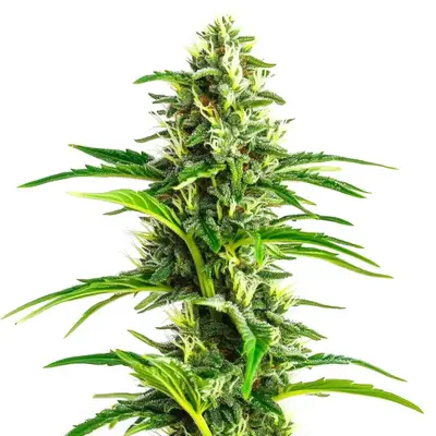 CBD Ratio 1:30 cannabis seeds by Blimburn Seeds