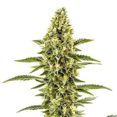 CBD Shishkaberry x Candida (1:2) cannabis seeds