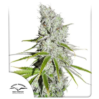 Cbd Skunk Haze cannabis seeds