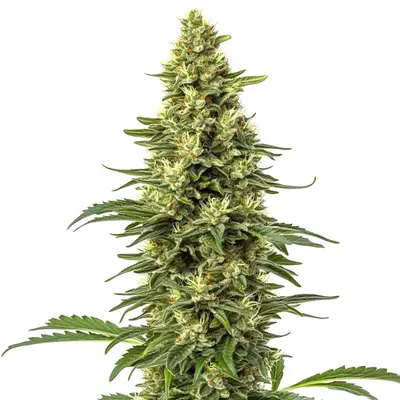 CBD Sour Lemon (1:1) cannabis seeds