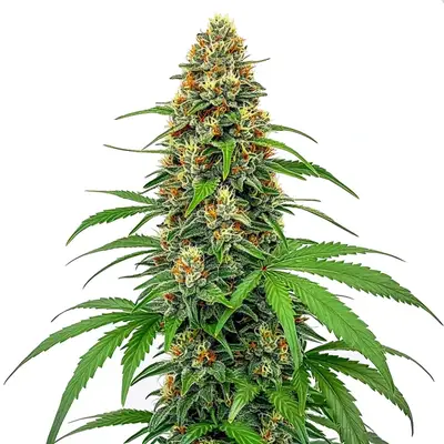 CBD Sour Tangie (1:25) cannabis seeds