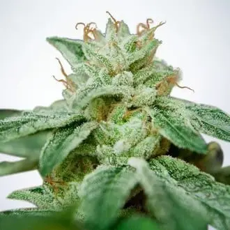 CBD Star cannabis seeds by Ministry of Cannabis
