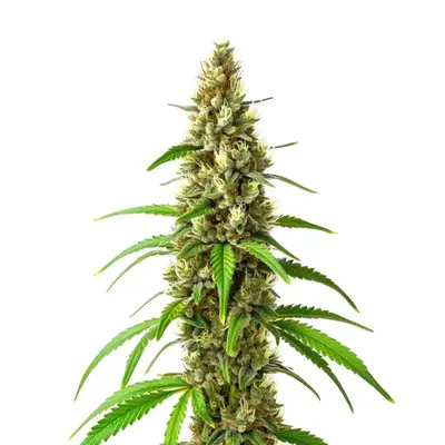 CBD Stephen Hawking Kush cannabis seeds