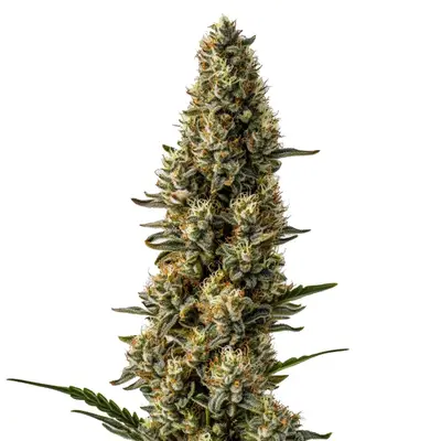 CBD Strawberry (1:15) cannabis seeds