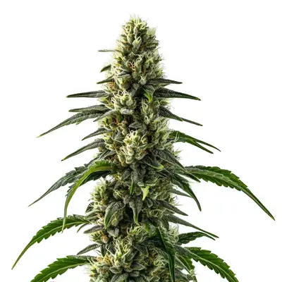 CBD Strawberry (1:25) cannabis seeds