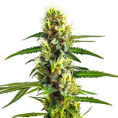 CBD Strawberry 1:30 cannabis seeds