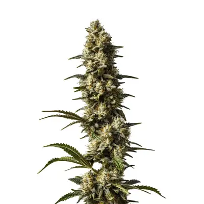 CBD Strawberry Cake cannabis seeds by Blimburn Seeds