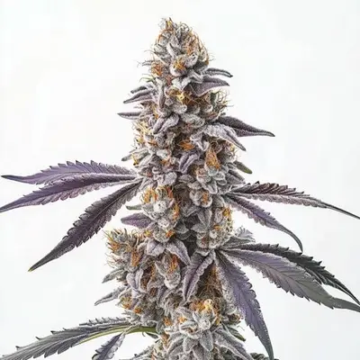 CBD Sugar 1:25 cannabis seeds by Blimburn Seeds