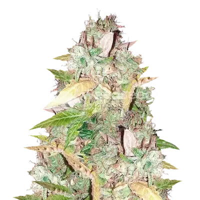CBD Sugar cannabis seeds