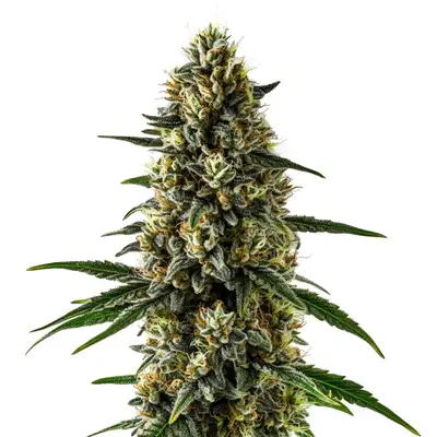 CBD Super Kush (1:15) cannabis seeds by Blimburn Seeds