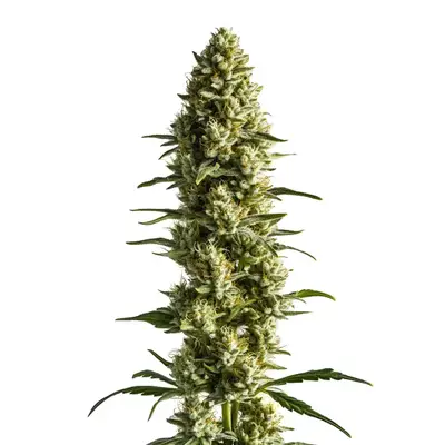 CBD Super Kush (1:25) cannabis seeds by Blimburn Seeds