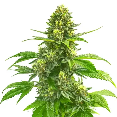 CBD Super Lemon Haze (1:1) cannabis seeds by Blimburn Seeds