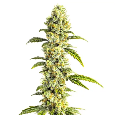 CBD Super Silver (1:1) cannabis seeds by Blimburn Seeds