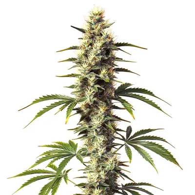 CBD Supreme Durban cannabis seeds by Blimburn Seeds