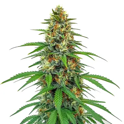 CBD Tangie (1:15) cannabis seeds by Blimburn Seeds