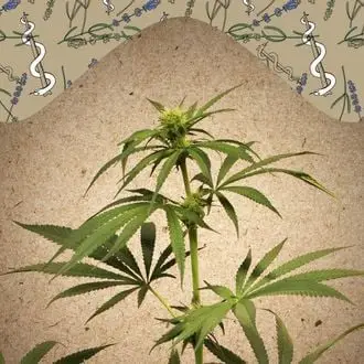 CBD Terra Italia cannabis seeds