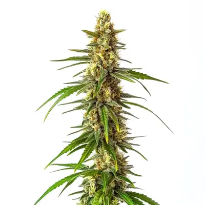 CBD Therapy cannabis seeds by Blimburn Seeds