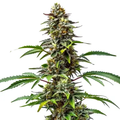 CBD Tutti Frutti (1:15) cannabis seeds