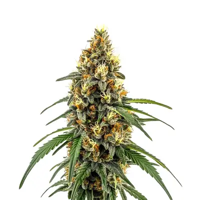 CBD Very Cherry Berry cannabis seeds