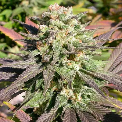 CBD Warlock cannabis seeds by Serious Seeds