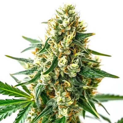 CBD Wellness cannabis seeds by Blimburn Seeds
