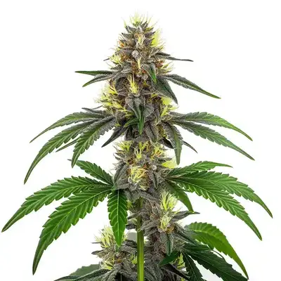 CBD White Widow (1:1) cannabis seeds
