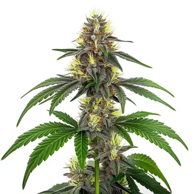 CBD White Widow (1:10) cannabis seeds