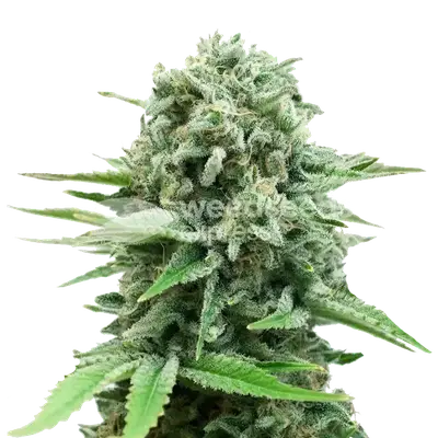 CBD White Widow cannabis seeds
