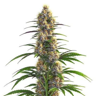 CBD Zenergy cannabis seeds by Blimburn Seeds