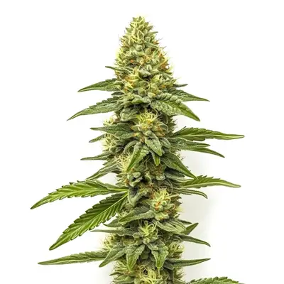CBD Zero cannabis seeds by Blimburn Seeds