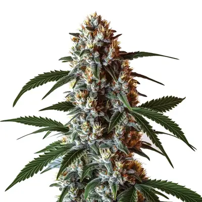 CBD Zkittlez (1:1) cannabis seeds