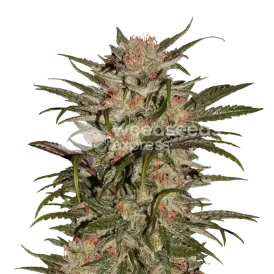 CBD Zkittlez cannabis seeds