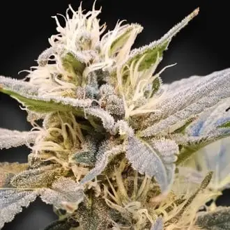 CBDelight cannabis seeds by Paradise Seeds