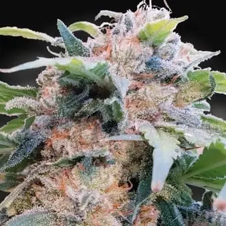 CBDream cannabis seeds by Paradise Seeds