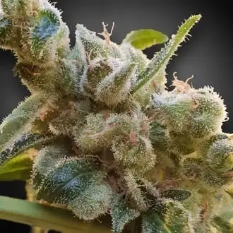 CBDrelax cannabis seeds by Paradise Seeds