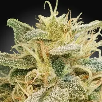 CBDrelief cannabis seeds by Paradise Seeds