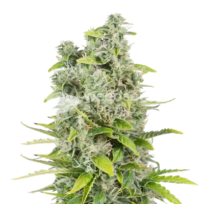 CBG Citrus Nectar cannabis seeds