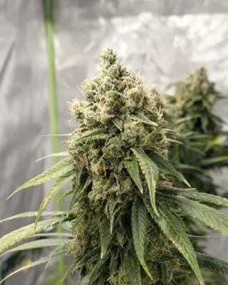 CBG Cookies cannabis seeds