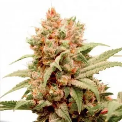 CBG-Force (Feminized) cannabis seeds by Dutch Passion