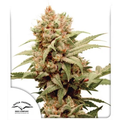 Cbg Force cannabis seeds