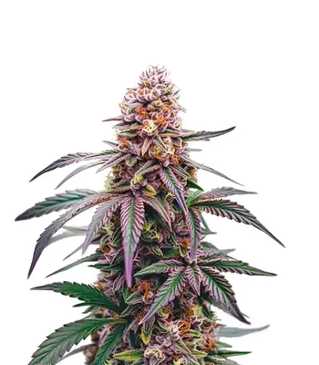 CBG Mamba Negra / CBG Black Mamba cannabis seeds