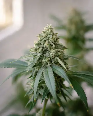 CBG Origin 12,7% cannabis seeds