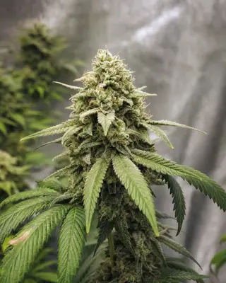 CBG Soul 15% cannabis seeds